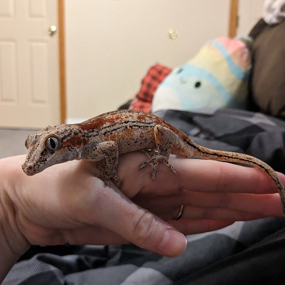 RTB Male Gargoyle Gecko "PRICE DROP*