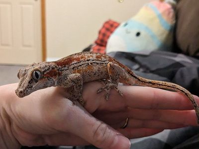 RTB Male Gargoyle Gecko "PRICE DROP*