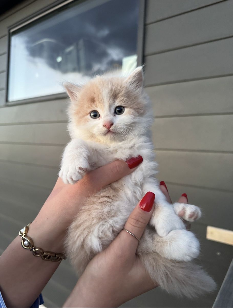 Baby Mix Ragdoll Kittens!!!