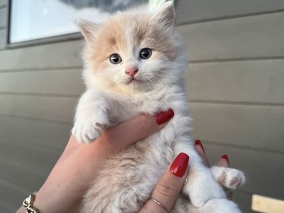 Baby Mix Ragdoll Kittens!!!
