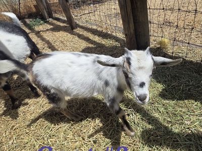 3 Female Nigerian Dwarf Goats for sale