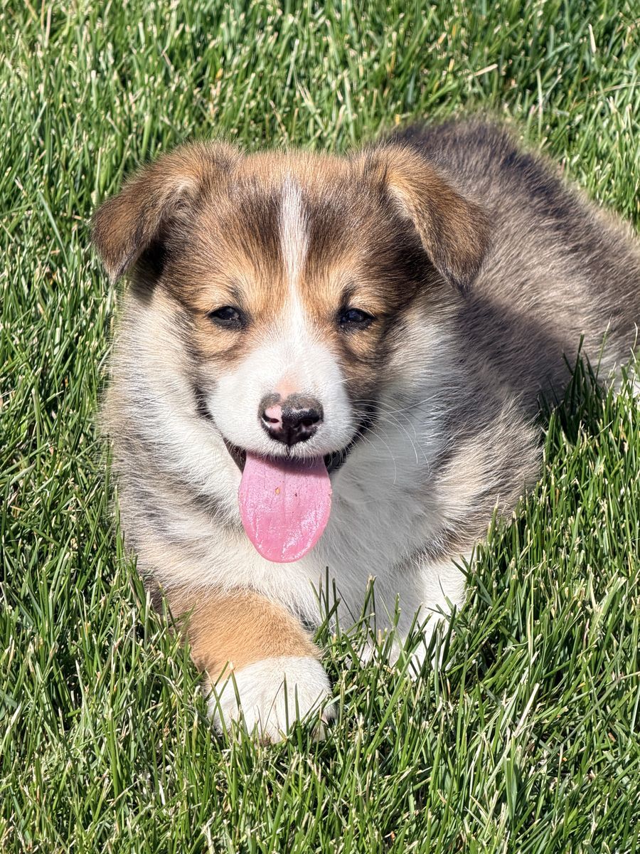 AKC Pembroke Welsh Corgi Puppy