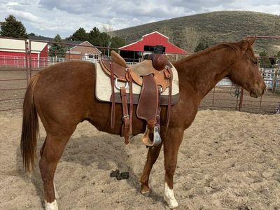 2024 AQHA Gelding