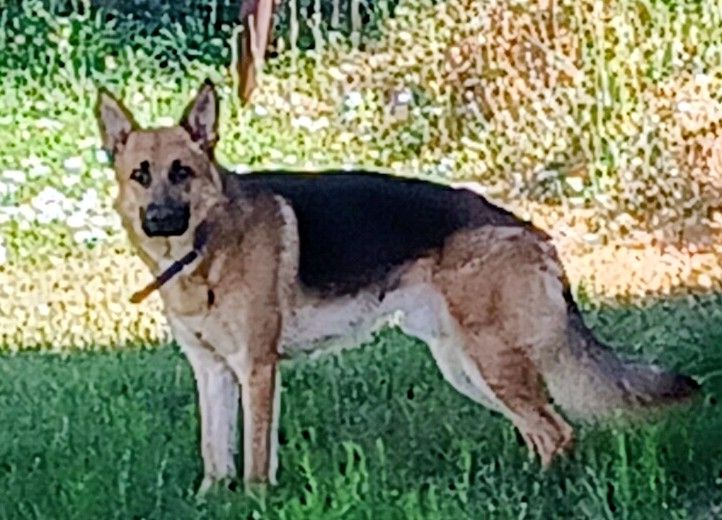 Male German Shepherd 