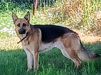Male German Shepherd