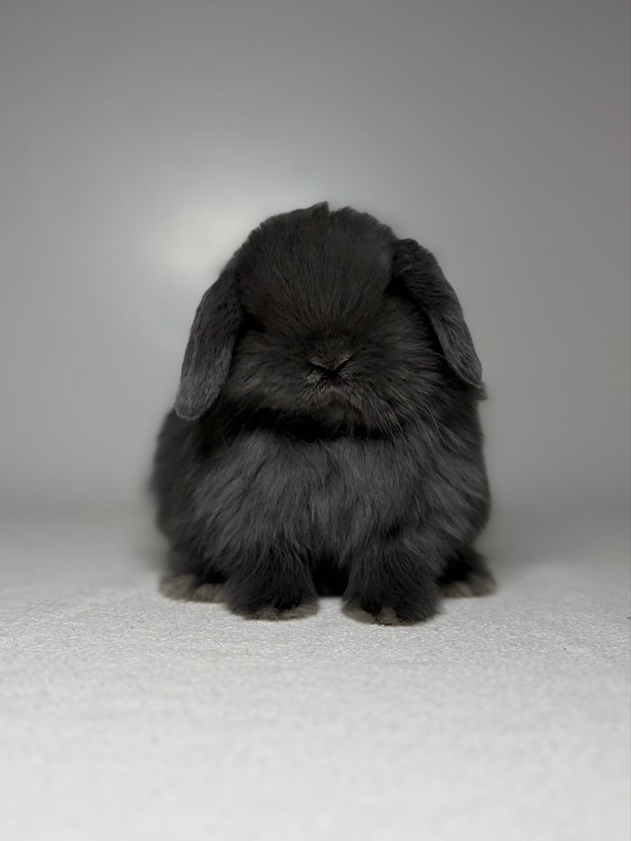 Holland Lop Buck