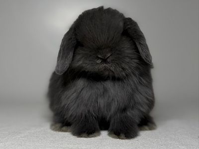 Holland Lop Buck