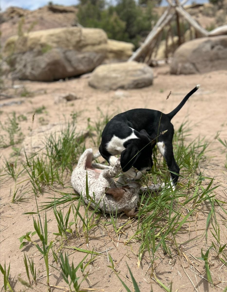 German Shorthaired Pointer GSP Pup Mix