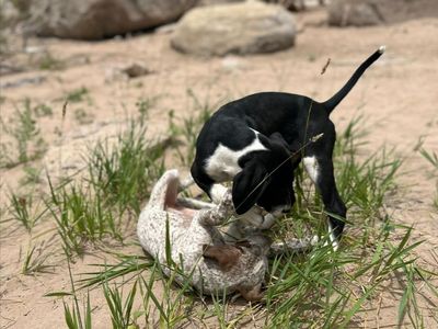 German Shorthaired Pointer GSP Pup Mix