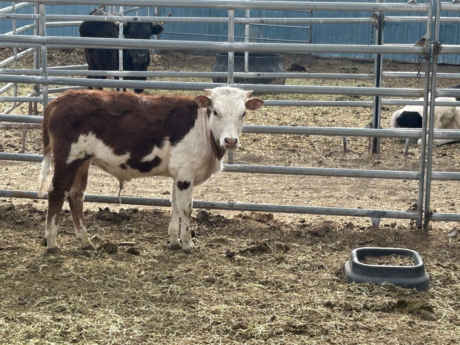 Miniature bull calf