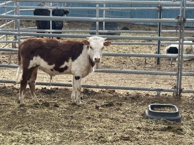 Miniature bull calf