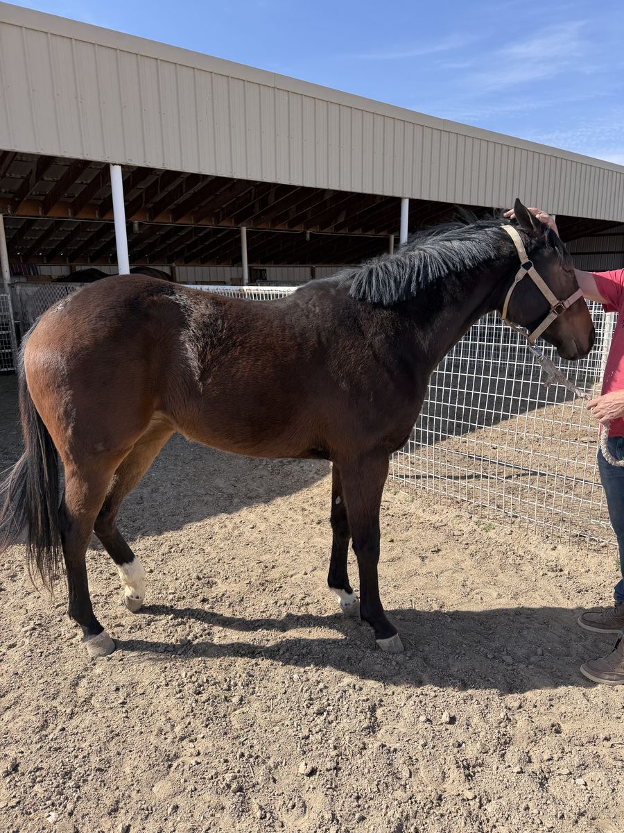 Kvn 2 year old filly