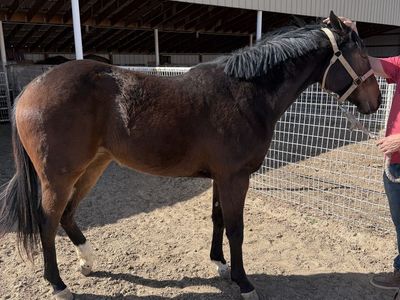 Kvn 2 year old filly
