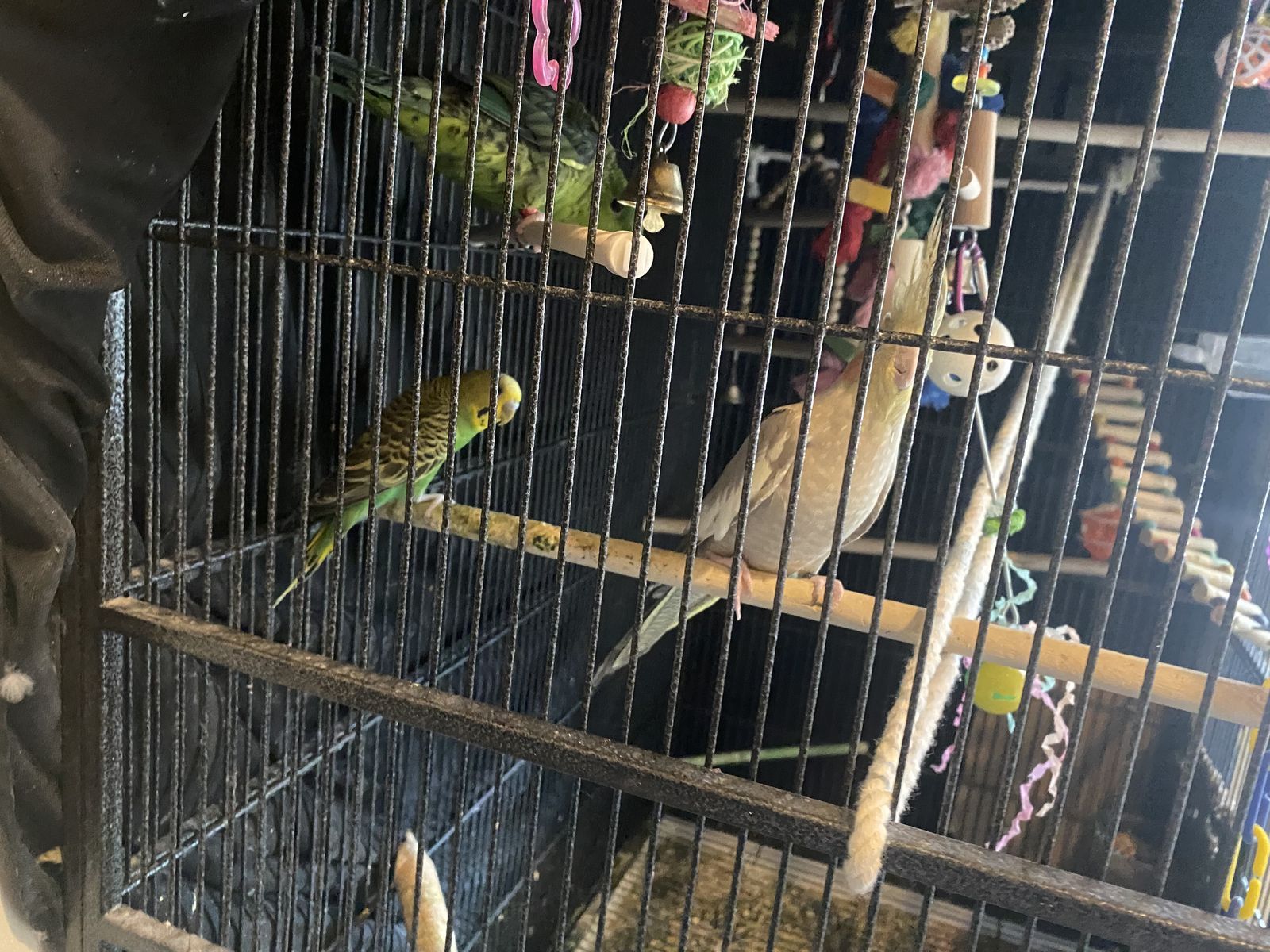 Budgee, parrotlet,cockatiel