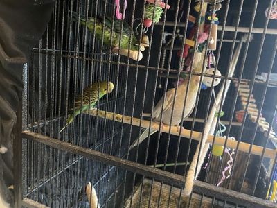 Budgee, parrotlet,cockatiel