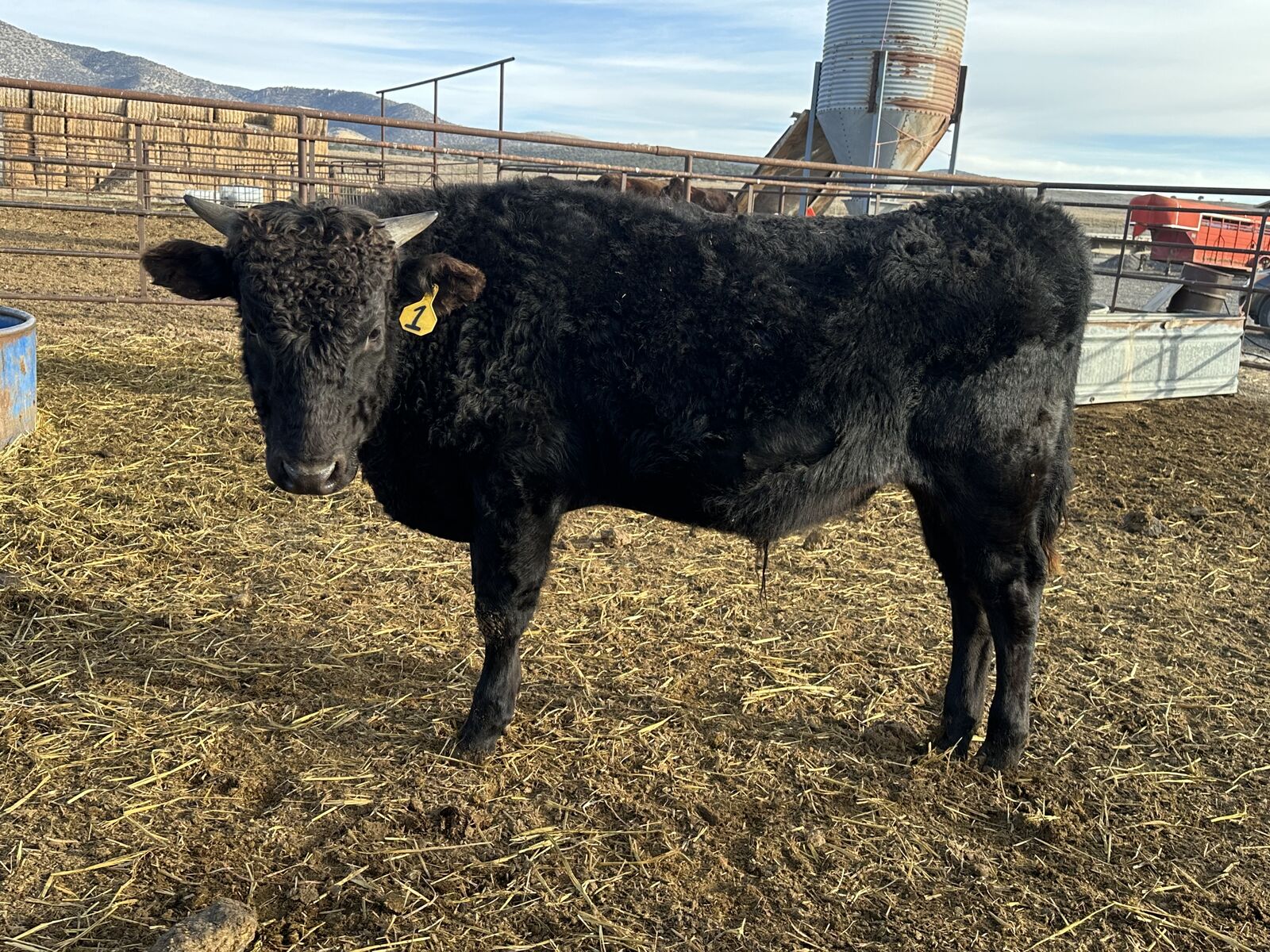 Wagyu 2025 calves/bull/steer