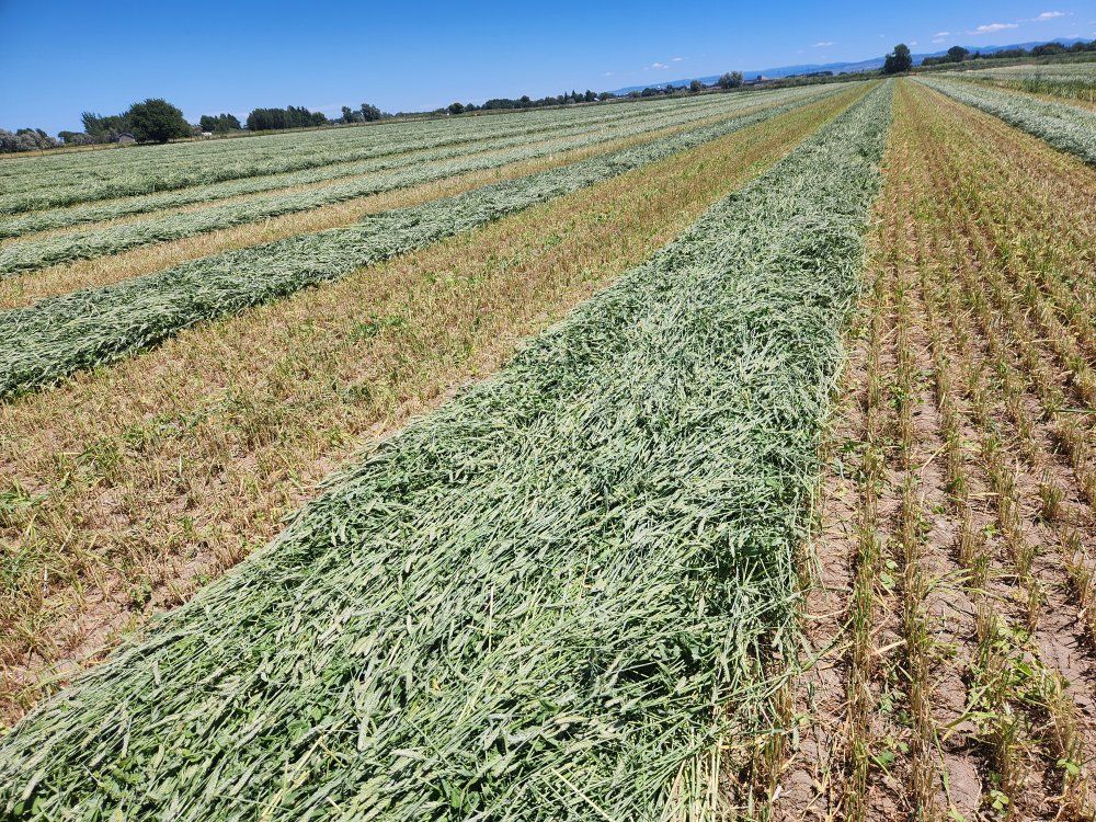 Fresh Cut Triticale Hay - Premium Quality Animal Feed