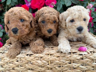 Mini Goldendoodle Puppies!