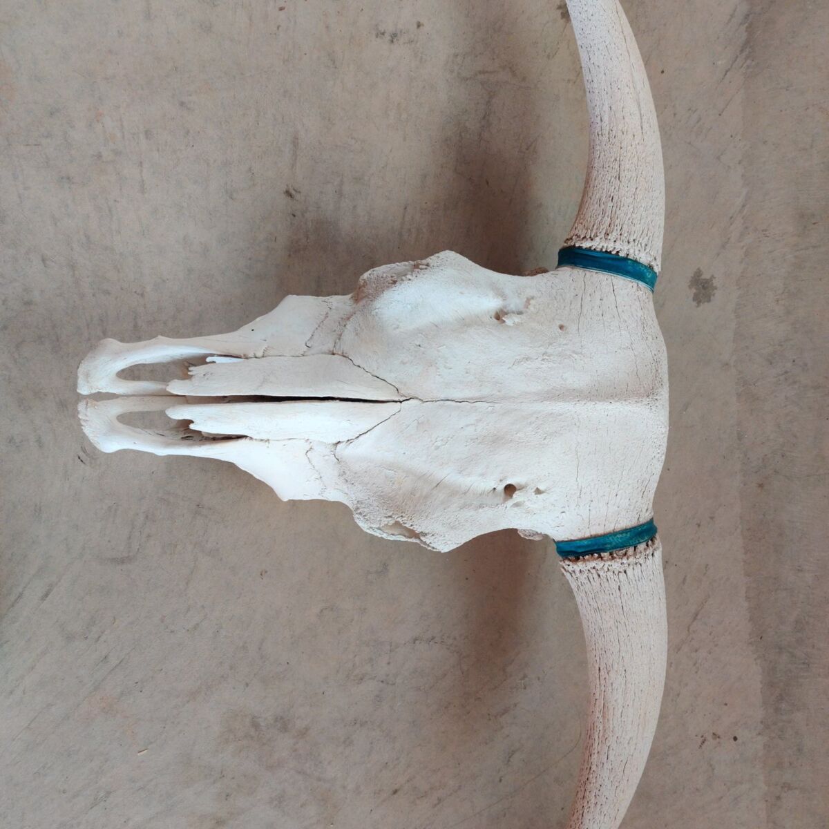 bulk horns professionally cleaned ready for decor