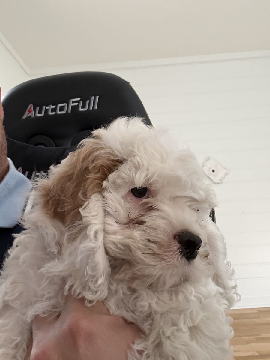 Cockapoo puppy