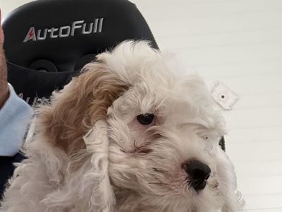 Cockapoo puppy