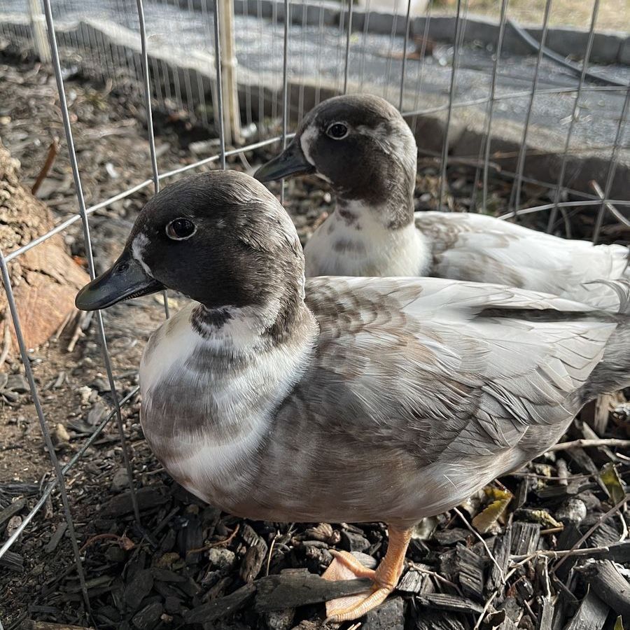Pair Blue Bibbed Call Duck Drakes Brothers