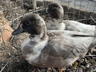 Pair Blue Bibbed Call Duck Drakes Brothers
