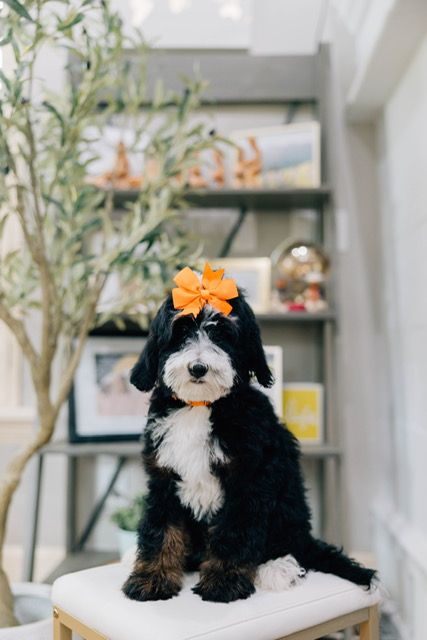 Female mini bernedoodle