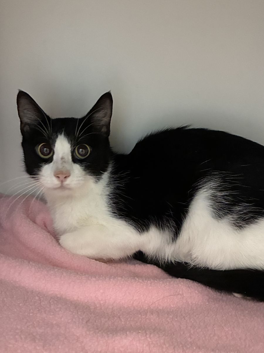 A164688 Molly is Available for Adoption!