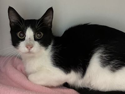 A164688 Molly is Available for Adoption!