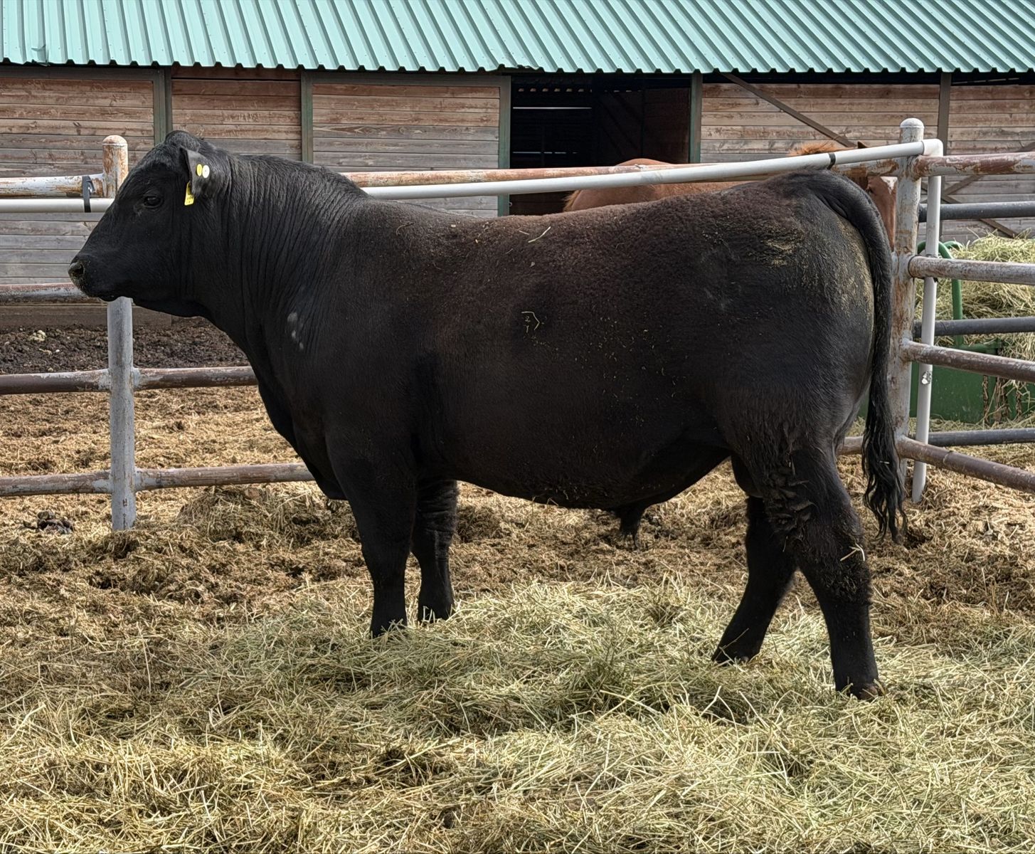Yearling Registered Angus Bull