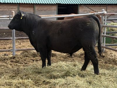 Yearling Registered Angus Bull