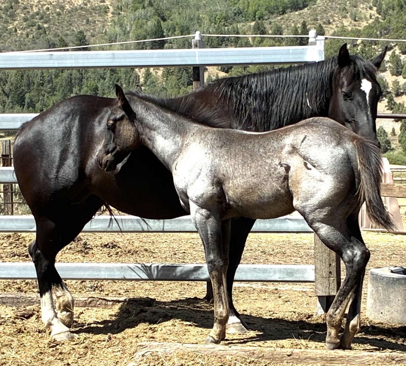 2026 Blue Roan Colt