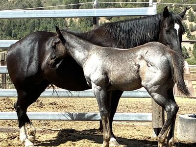 2026 Blue Roan Colt