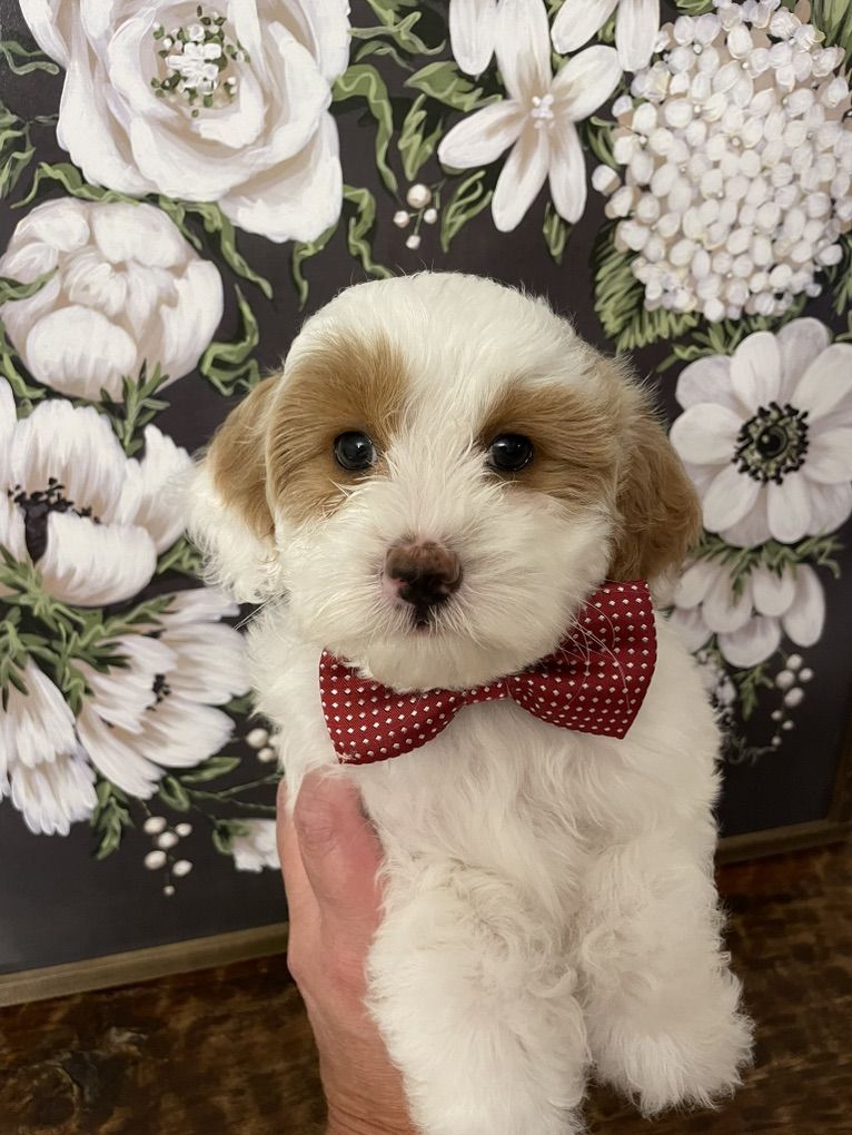 Micro Goldendoodle Boy, Ready Now