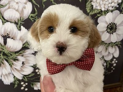 Micro Goldendoodle Boy, Ready Now