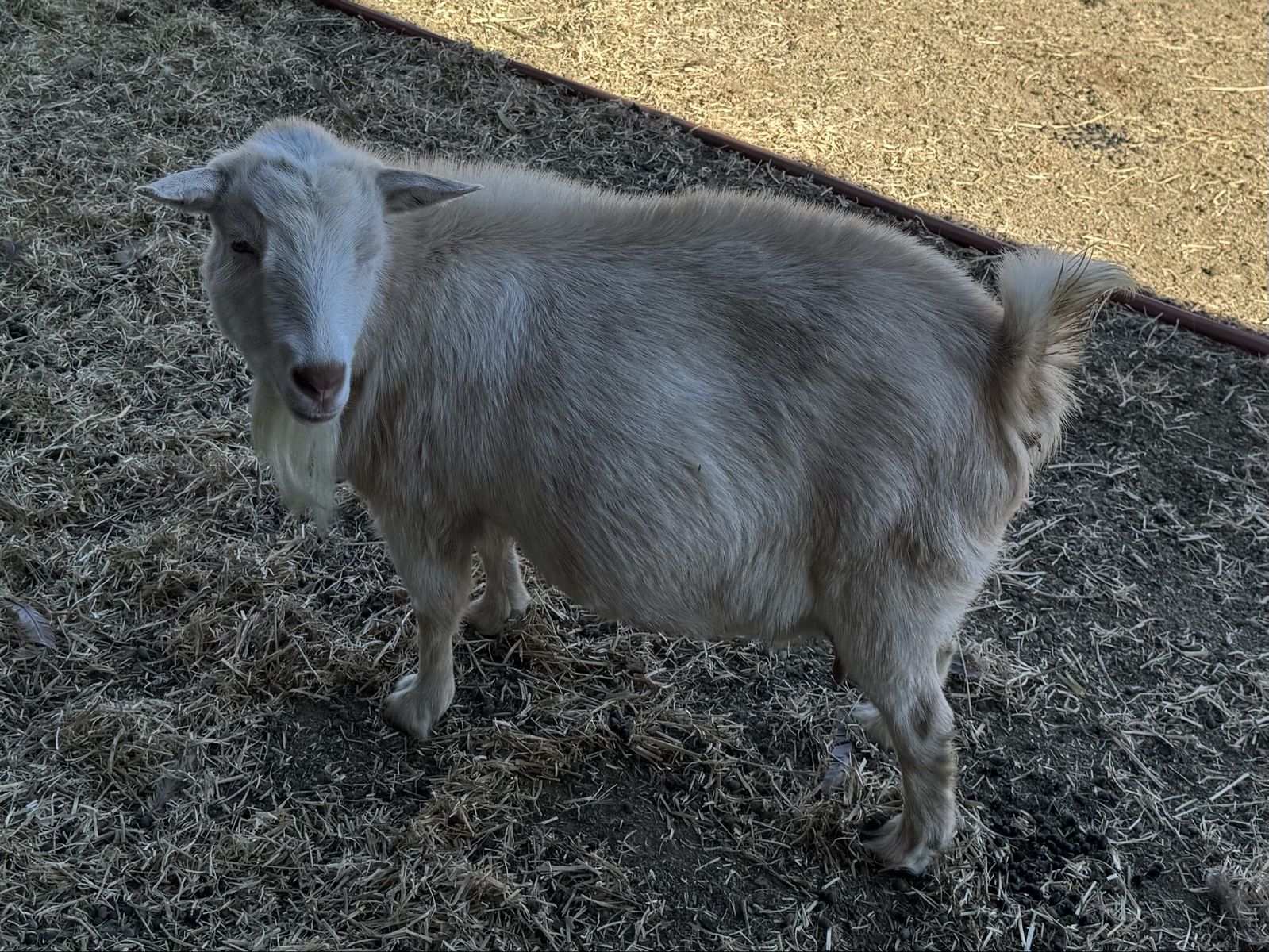 Registered White ND Doe, High Producing