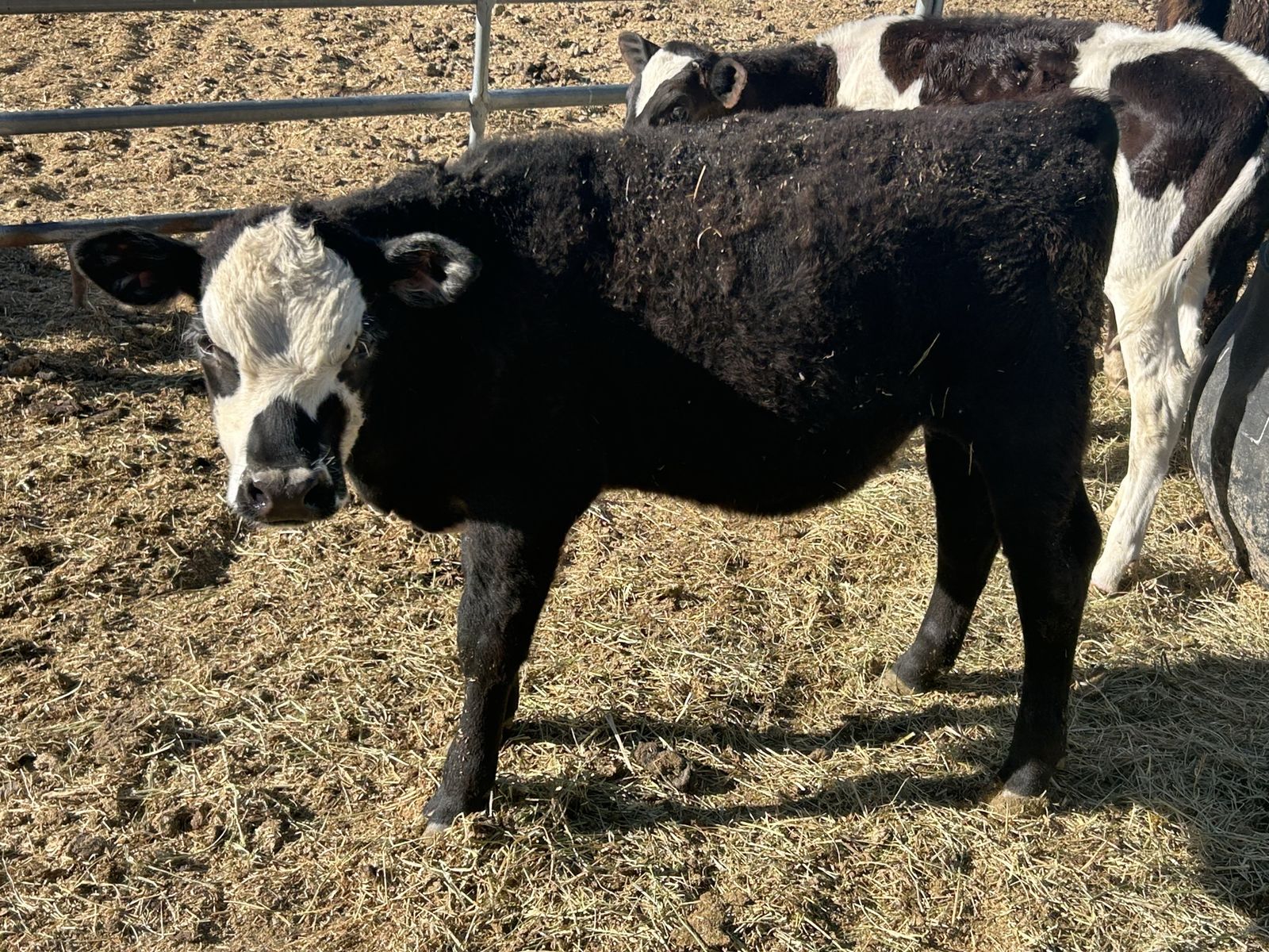 Angus heifer calf