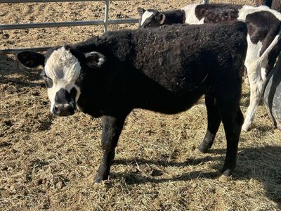 Angus heifer calf