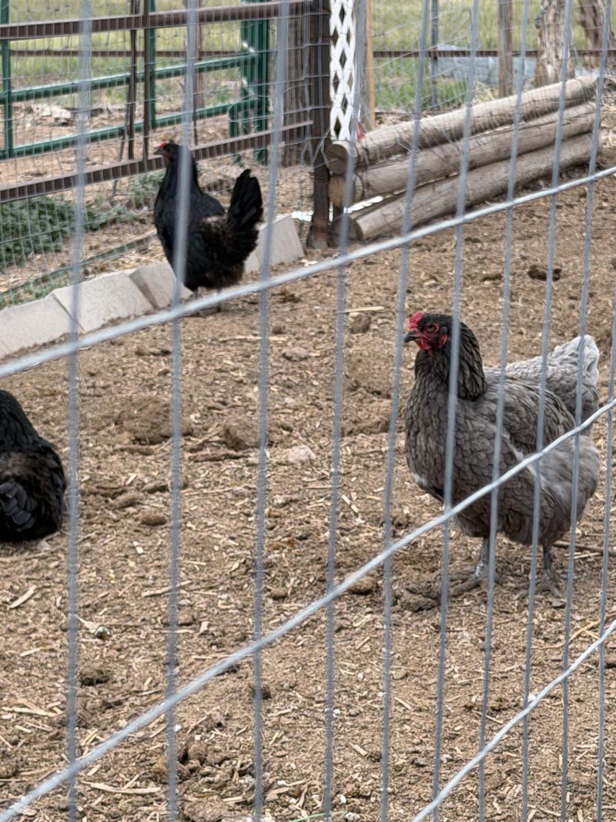 Laying Hens