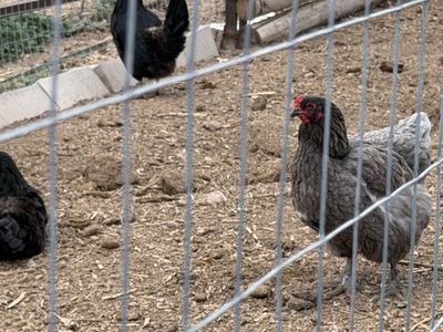 Laying Hens