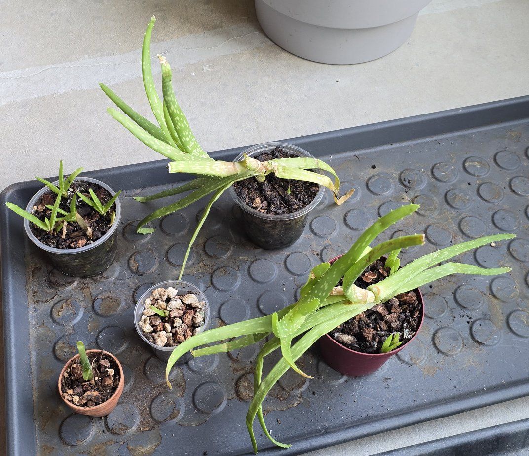 Potted Aloe Vera Plants Assortment - Free