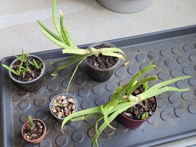 Potted Aloe Vera Plants Assortment - Free