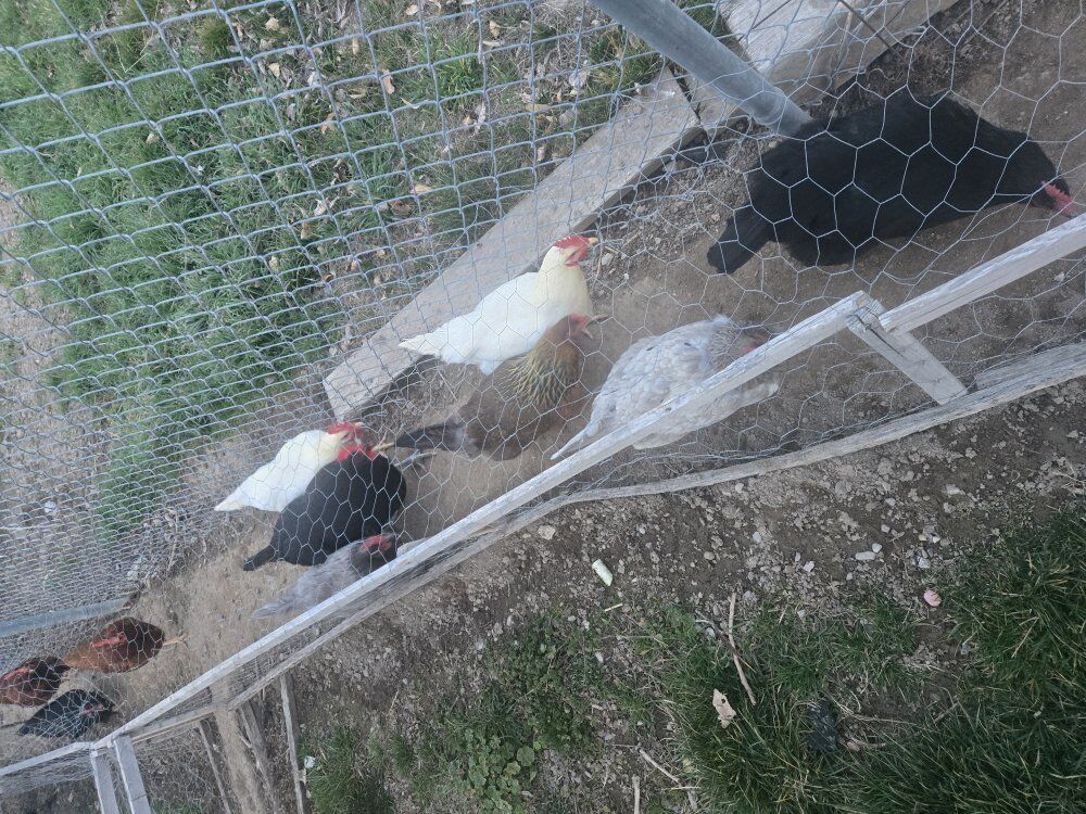 family friendly chickens