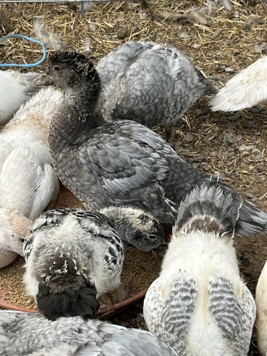 Muscovy Ducklings