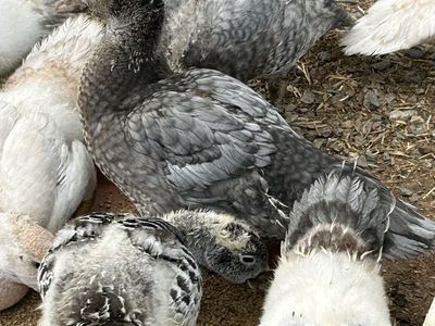 Muscovy Ducklings