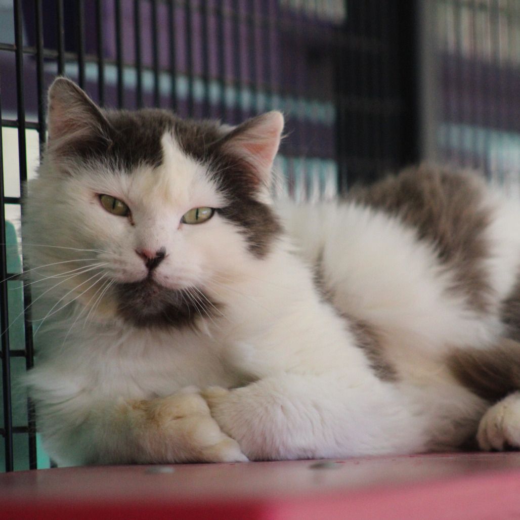 Hello my name is Raeburn