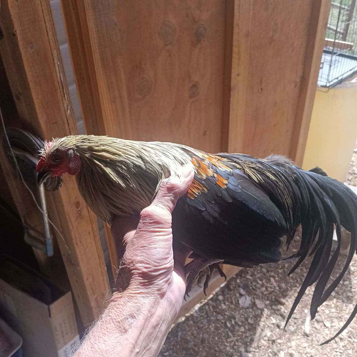 Azteca mini phoenix rooster awesome birds ist generation