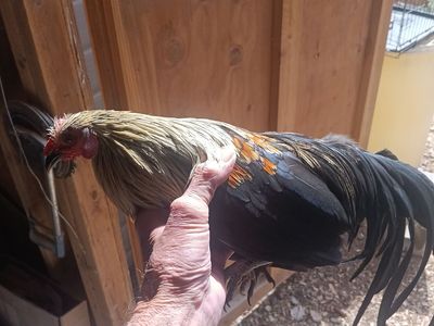 Azteca mini phoenix rooster awesome birds ist generation
