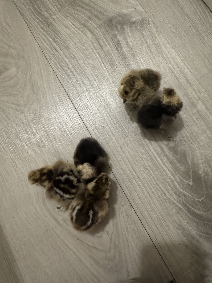 Silk chicks
